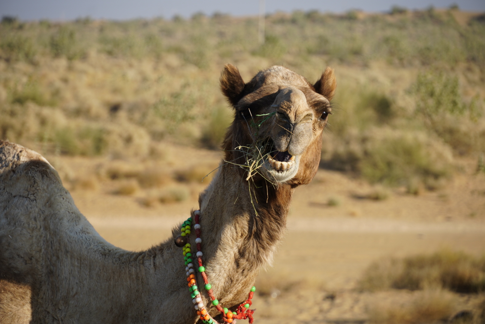 Thar Desert
